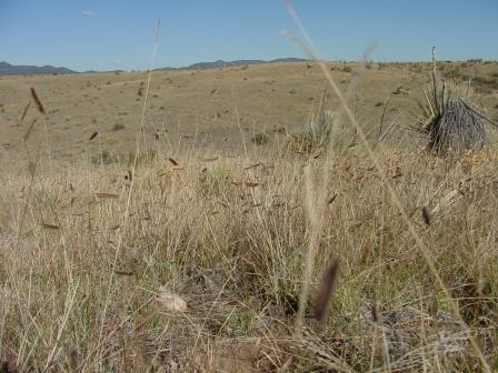prairie