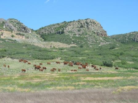 cattle in open range