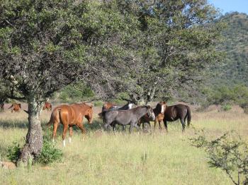 horses