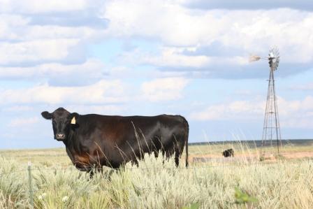 black cow near windmill