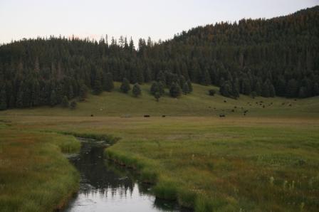 stream pic